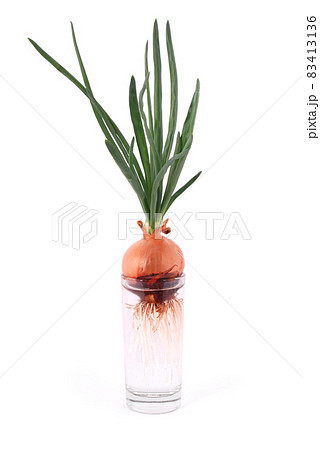 Roots of sprouted onions in a glass beaker 83413136