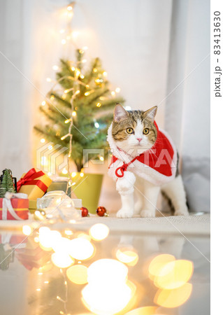 brown scottish straight tabby cat cloth red santa blanket with christmas tree background brown scottish straight tabby cat cloth red santa blanket with christmas tree background 83413630