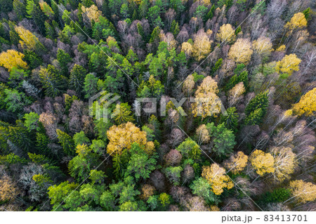 Directly above aerial drone full frame shot of green emerald pine forests and yellow foliage groves with beautiful texture of treetops. Beautiful fall season scenery. Mountains in autumn golden colors 83413701