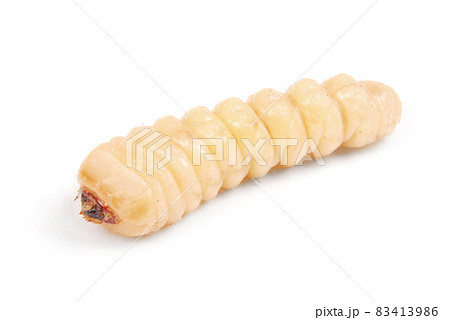 Larva bark beetle (Scolytinae). Larva of Bark beetles legless 83413986