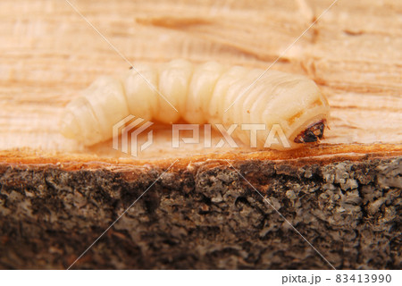 Larva bark beetle (Scolytinae). Larva of Bark beetles legless 83413990