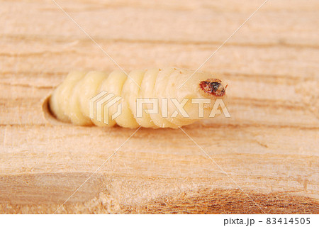 Larva bark beetle (Scolytinae). Larva of Bark beetles legless in his burrow Larva bark beetle (Scolytinae). Larva of Bark beetles legless in his burrow 83414505
