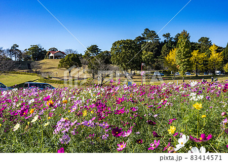 鹿児島市都市農業センターの色とりどりのコスモス 秋の花風景 鹿児島市都市農業センターの色とりどりのコスモス 秋の花風景 83414571
