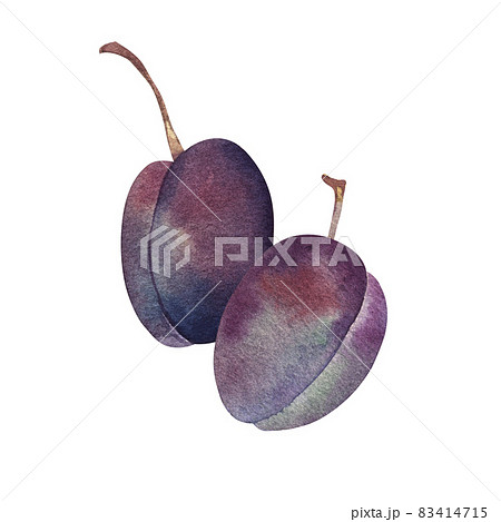 Purple watercolor ripe plums, isolated illustration on white background. Food, summer season berry. For packaging juices, textiles, kitchens, wear. Logo design. Purple watercolor ripe plums, isolated illustration on white background. Food, summer season berry. For packaging juices, textiles, kitchens, wear. Logo design. 83414715
