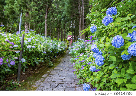 出塩文殊堂のあじさい 出塩文殊堂のあじさい 83414736