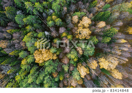 Directly above aerial drone full frame shot of green emerald pine forests and yellow foliage groves with beautiful texture of treetops. Beautiful fall season scenery. Mountains in autumn golden colors 83414848