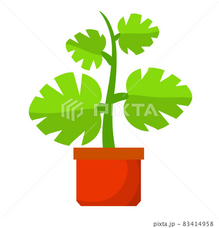 Home plant in pot. Large green leaves. 83414958
