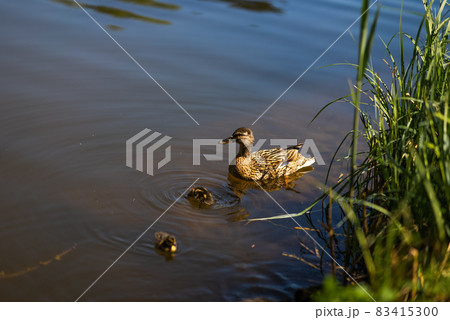 A large mother duck, ducklings rest on the shore of the reservoir and swim. 83415300