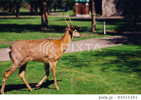 Roe deer in nature walks in the park 83415301