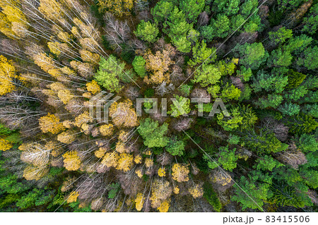 Directly above aerial drone full frame shot of green emerald pine forests and yellow foliage groves with beautiful texture of treetops. Beautiful fall season scenery. Mountains in autumn golden colors Directly above aerial drone full frame shot of green emerald pine forests and yellow foliage groves with beautiful texture of treetops. Beautiful fall season scenery. Mountains in autumn golden colors 83415506