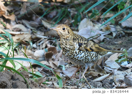 トラツグミ 83416444