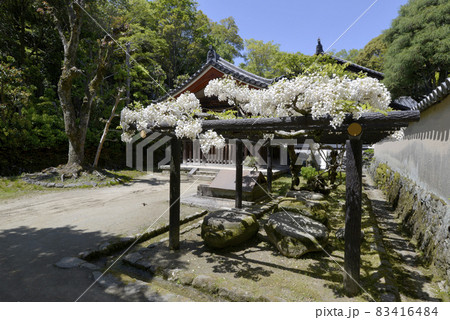 唐招提寺　白藤の藤棚　奈良市五条町 83416484