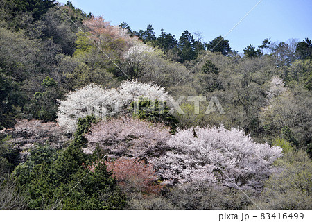 春の山 春の山 83416499
