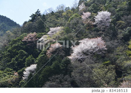 春の山 春の山 83416513