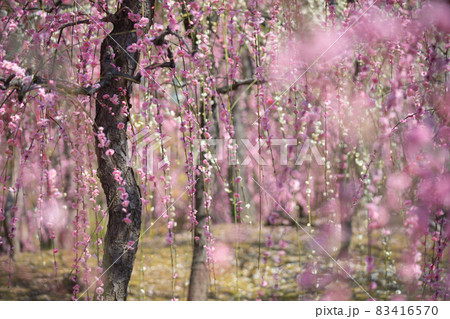 京都市伏見区にある城南宮で撮影した梅 83416570