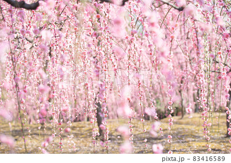 京都市伏見区にある城南宮で撮影した梅 83416589