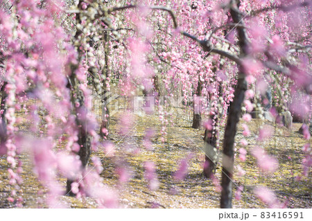 京都市伏見区にある城南宮で撮影した梅 83416591