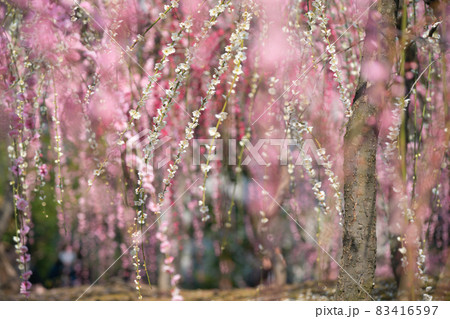 京都市伏見区にある城南宮で撮影した梅 83416597