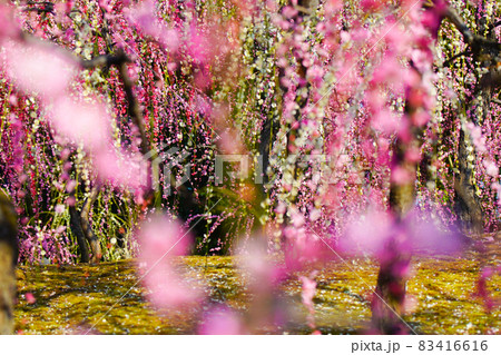 京都市伏見区にある城南宮で撮影した梅 83416616