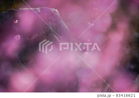 京都市伏見区にある城南宮で撮影した梅 83416621