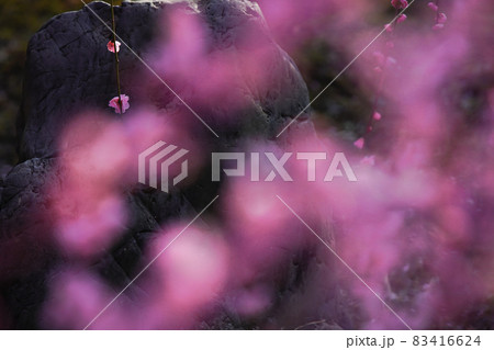 京都市伏見区にある城南宮で撮影した梅 83416624