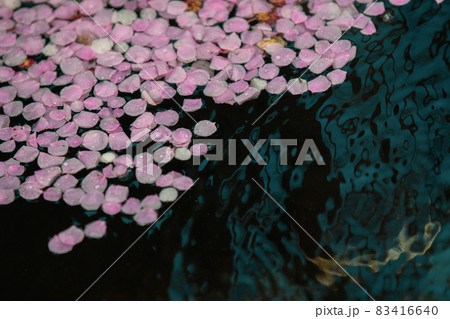 京都市伏見区にある城南宮で撮影した梅 83416640