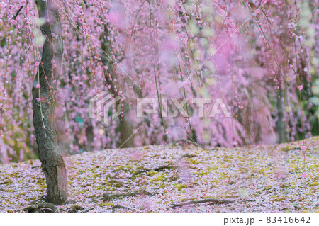 京都市伏見区にある城南宮で撮影した梅 83416642