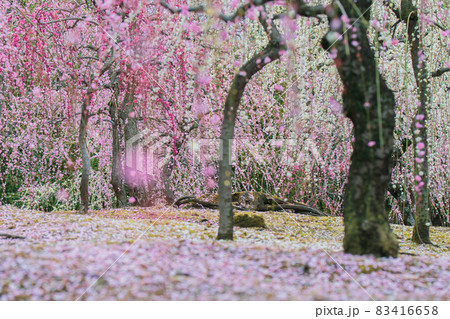 京都市伏見区にある城南宮で撮影した梅 83416658