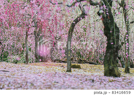 京都市伏見区にある城南宮で撮影した梅 83416659