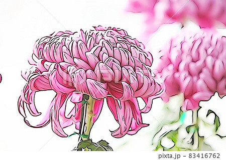 パステル調 ”大輪菊 懸崖菊” イラストイメージ パステル調 ”大輪菊 懸崖菊” イラストイメージ 83416762