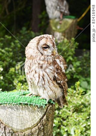 ウラルアウル 83416948