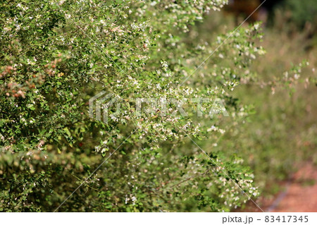 白萩の花 83417345