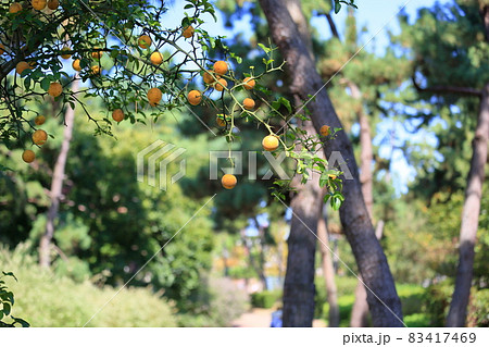 カラタチの実 83417469