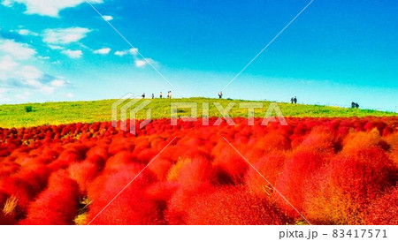 ひたち海浜公園のコキア 83417571