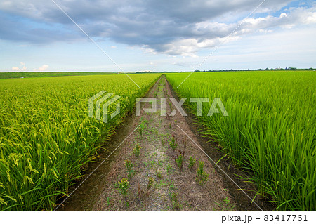 穀倉地帯　荒川河川敷　水田　真夏の風景　 83417761