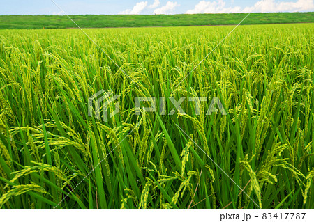 穀倉地帯　荒川河川敷　水田　真夏の風景　 83417787