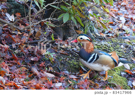 オシドリ(オス) オシドリ(オス) 83417966