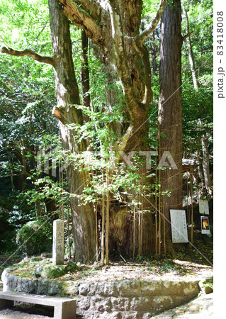 岩屋公園の大イチョウ・大公孫樹 岩屋公園の大イチョウ・大公孫樹 83418008