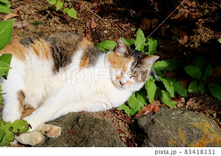 気持ち良く寛ぐねこ　三毛猫　のらねこ 83418131