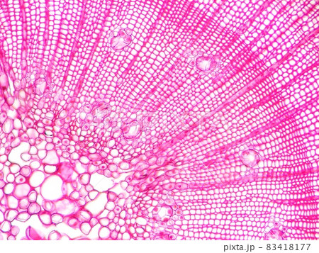 鮮やかな茎の断面図 鮮やかな茎の断面図 83418177