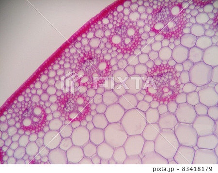 トウモロコシの茎 83418179