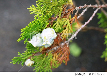 面白い形をした木の実 コノテガシワ（側柏、児手柏） 83418275