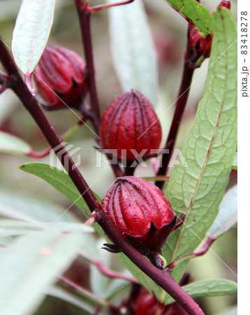 ローゼル ローゼル 83418278