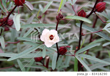 ローゼル 83418290