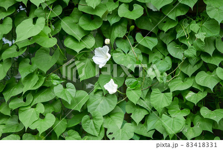 白い西洋昼顔04 83418331