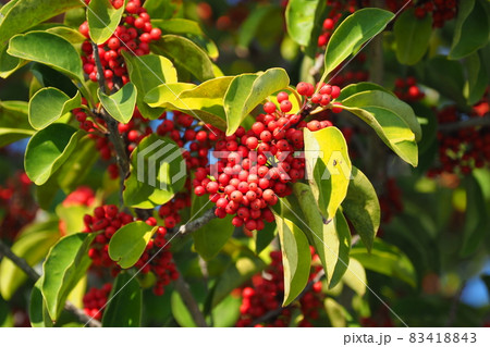 クロガネモチ（縁起物や秋のイメージに） 83418843