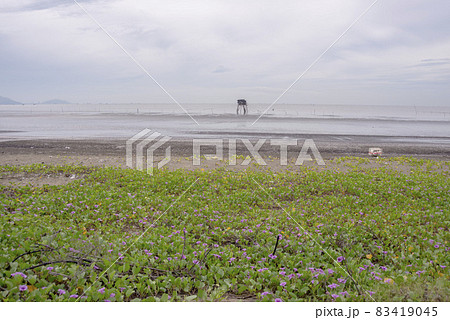 Landscape photo along the coast with a variety of flowers blooming everywhere Landscape photo along the coast with a variety of flowers blooming everywhere 83419045