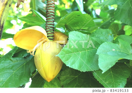 花より花柄(カヘイ)が綺麗! バショウ(芭蕉)の花 (笑) 花より花柄(カヘイ)が綺麗! バショウ(芭蕉)の花 (笑) 83419133