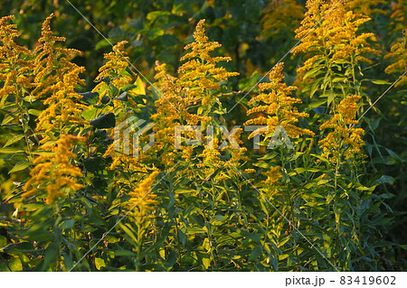 セイタカアワダチソウ(golden rod) 83419602