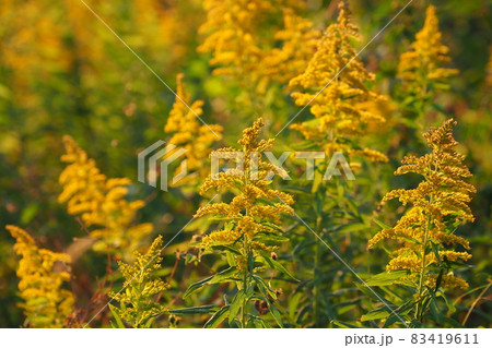 セイタカアワダチソウ(golden rod) セイタカアワダチソウ(golden rod) 83419611